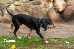 cosmos_5