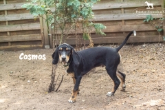 cosmos_6