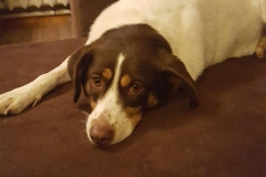 28579819_1854914114542072_189408261_o