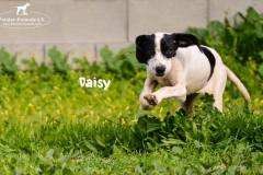 1_daisy_3