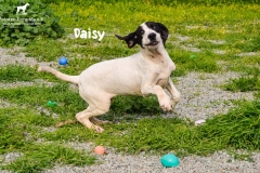 1_daisy_4