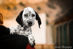 11202432_1701065230125233_7546254149991499237_n