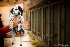 12313552_1701065266791896_4514484804647251618_n