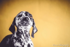 12316421_1701065373458552_4803470211020178752_n