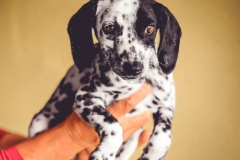 12359856_1701065350125221_7488904142779090138_n