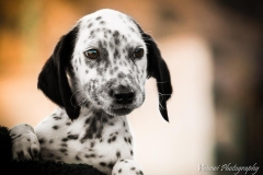 12360072_1701065240125232_8972775145731064496_n