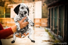 12360256_1701065233458566_6909227684015866578_n