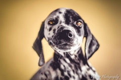 12366268_1701065386791884_5319368338162740541_n