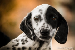 12373265_1701065276791895_4822018166765193936_n