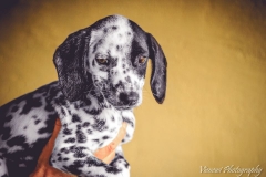 12376817_1701065330125223_463094978278205391_n