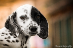 12391199_1701065263458563_4148820743628191399_n