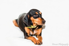 12669678_1721634844734938_3500154451907673875_n