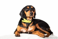 12705158_1721634848068271_7518297048565749387_n