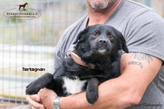 Dartagnan IMG_0726-960