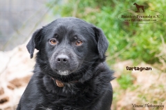 Dartagnan IMG_0749-960