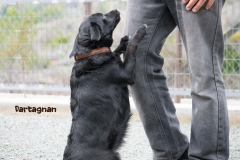 Dartagnan IMG_0763-960