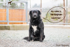 Dartagnan IMG_0802-960