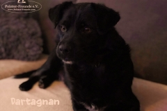 dartagnan_3