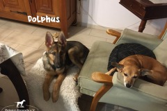 dolphus_3