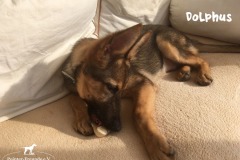 dolphus_4