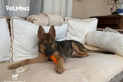 dolphus_6