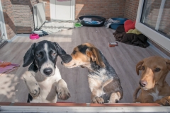 Design Click Vinyl der Hornschuch Group