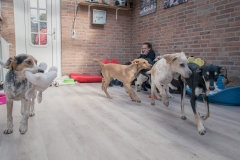 Design Click Vinyl der Hornschuch Group