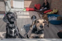 Design Click Vinyl der Hornschuch Group