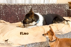 elmo_1