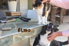 elmo_10