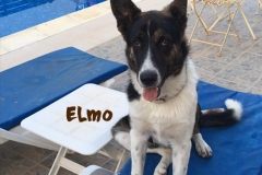 elmo_11