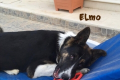 elmo_12