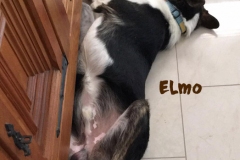 elmo_13