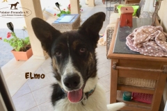 elmo_2