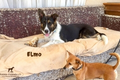 elmo_4