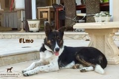 elmo_6