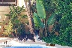 elmo_7