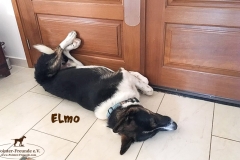 elmo_8