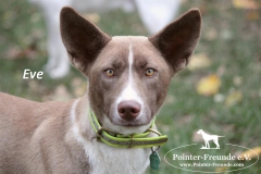 evealleinmitblicknachvorn