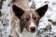 eveimschnee