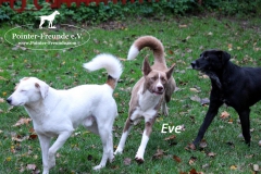 evemitwildemblickbeimtoben