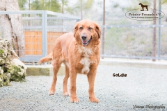 Goldie IMG_0135-960