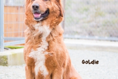Goldie IMG_0151-960