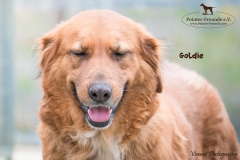 Goldie IMG_0159-960
