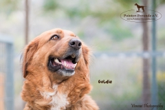 Goldie IMG_0190-960