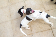 12185008_1689390031292753_5499117839079929791_o