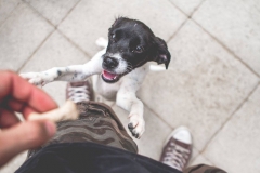 12186425_1689390071292749_2727111938905976893_o