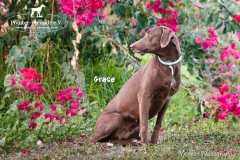Grace IMG_0459-960