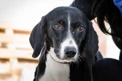 12742774_1726994050865684_8862742928895860815_n