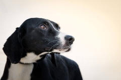 12743763_1726994014199021_6325793534493457562_n